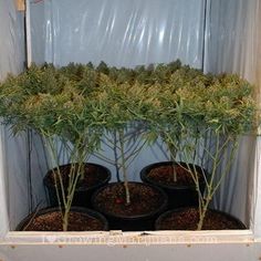 Scrog Methode
