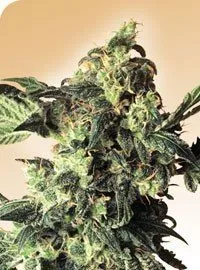 Reguläre Cannabis Samen 5 Northern Lights reguläre Cannabis Samen