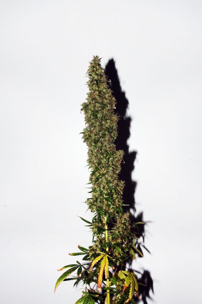 Reguläre Cannabis Samen 2 Original Afghani #1 reguläre Cannabis Samen