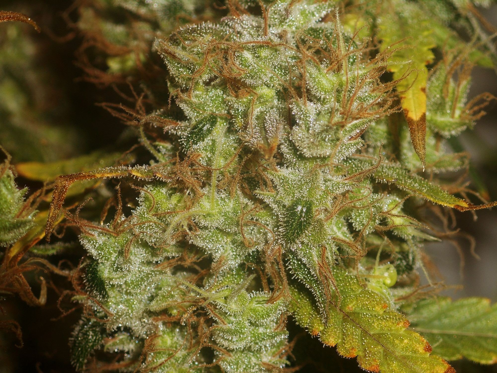 Sugar Haze reguläre Cannabis Samen