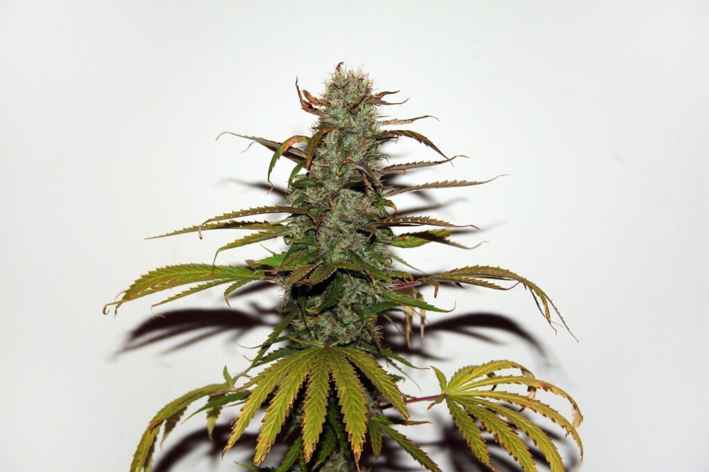 Reguläre Cannabis Samen 1 White widow reguläre Cannabis Samen