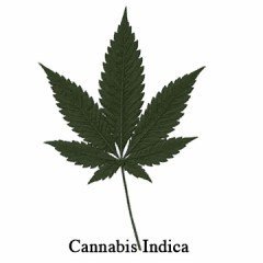 Cannabis Indica 1 Cannabis Indica