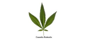Cannabis Ruderalis
