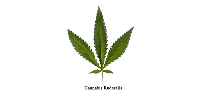 Cannabis Ruderalis