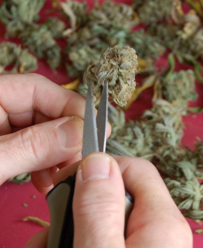 Cannabis manuell schneiden Nahaufnahme