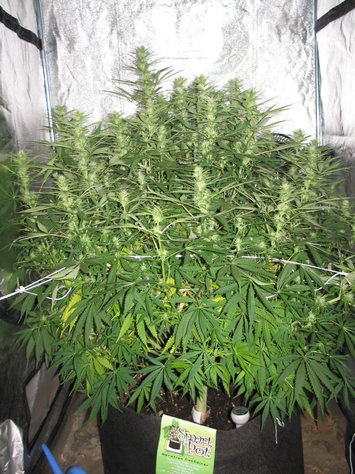 Selbst drinnen Cannabis anbauen 2 binnen kweken