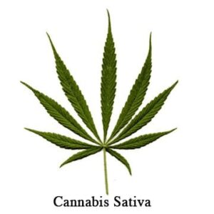 cannabis sativa