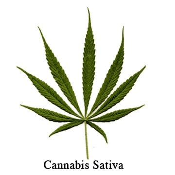 Cannabis Sativa