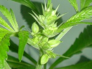 Feminisierte Cannabis Samen 2 wie erkennt man einen Hermaphroditen