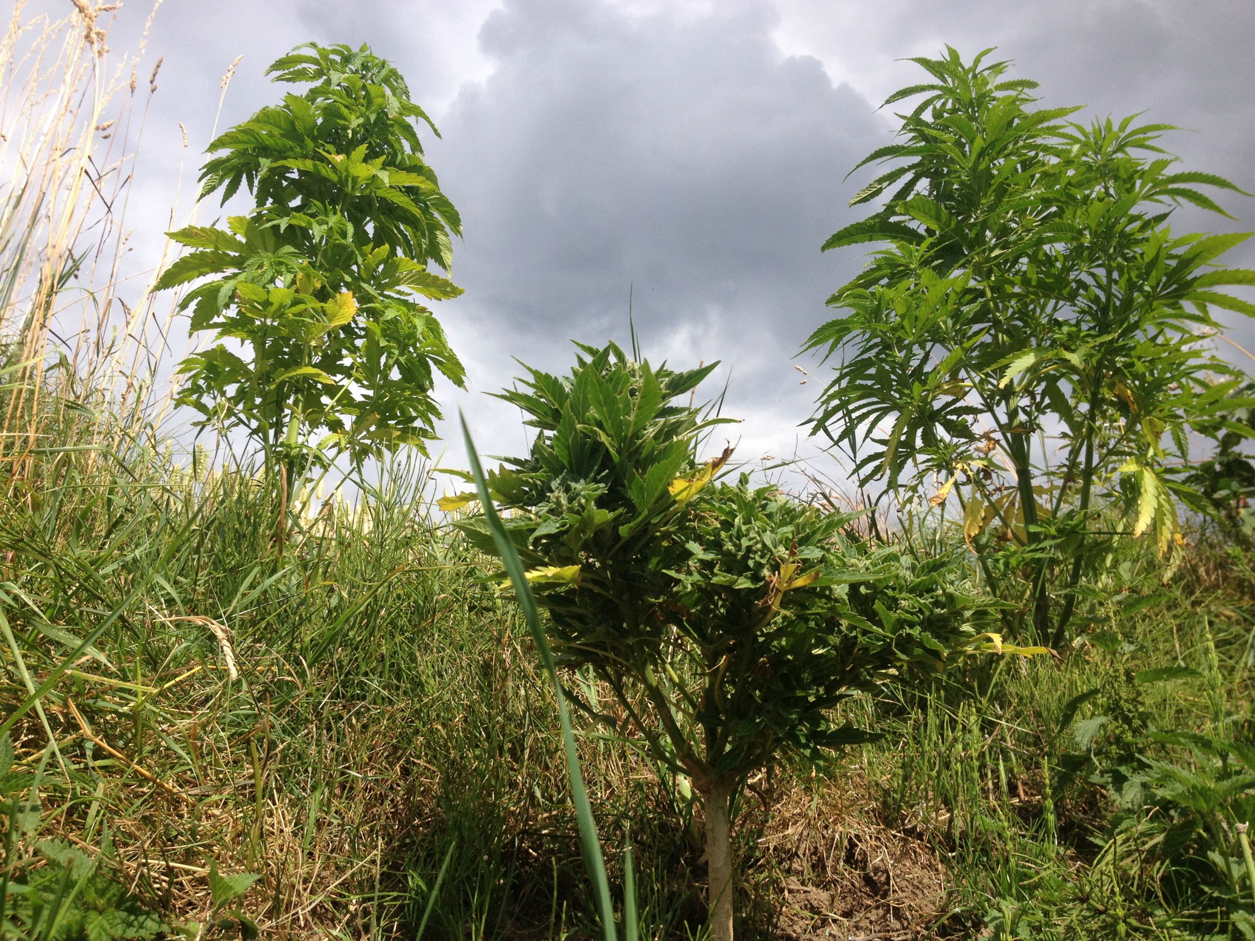 Cannabis Pflanzen Guerrilla Stil anbauen