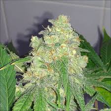 Bud Swelling