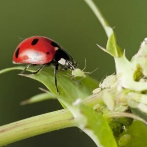 Biologisch Schimmel und Schädlinge bekämpfen 10 Biologisch Schimmel und Schädlinge bekämpfen