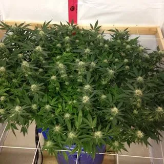 Monster Cropping