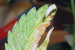 Biologisch Schimmel und Schädlinge bekämpfen 8 Spint