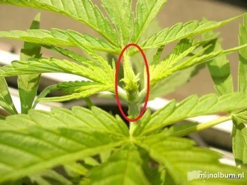 Wietplant Dieven