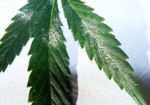 Biologisch Schimmel und Schädlinge bekämpfen 6 Meeldauw op wietplant