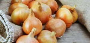 Biologisch Schimmel und Schädlinge bekämpfen 2 uien teggen ongedierte