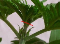 Cannabispflanze Fimmen