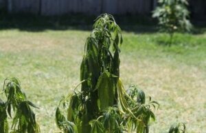 Zu wenig Wasser für deine Cannabis-Pflanze