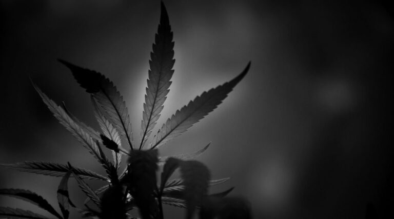 Wietplant verduisteren
