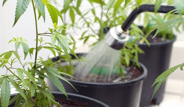 Cannabispflanze wässern