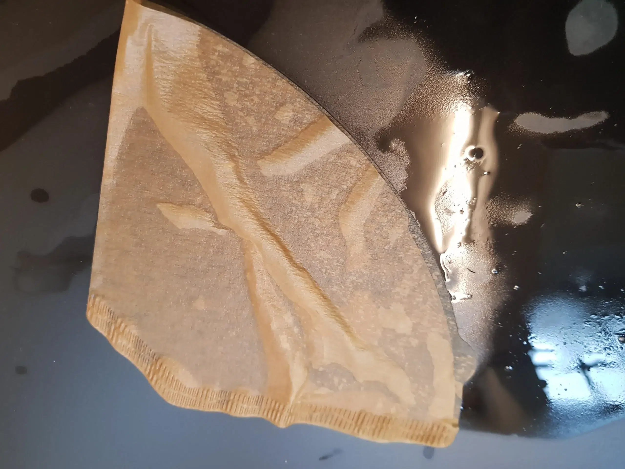 Cannabis Samen keimen nicht, was nun? 3 Cannabis Samen in Kaffeefilter