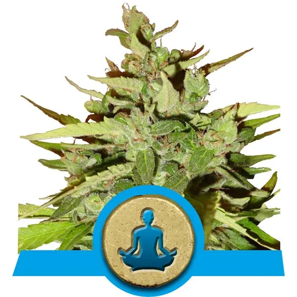 CBD StressKiller Cannabis Samen