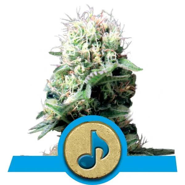 Cannabis Samen und Boden 4 Dance World CBD Cannabis Samen