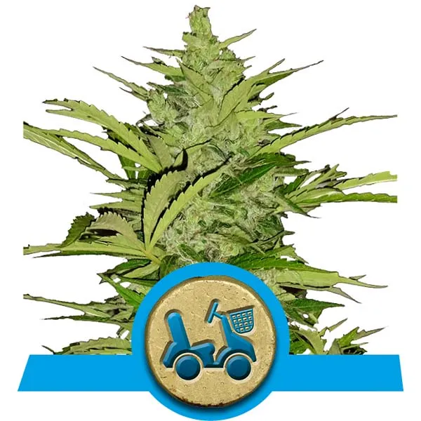 Fast Eddy CBD Cannabis Samen