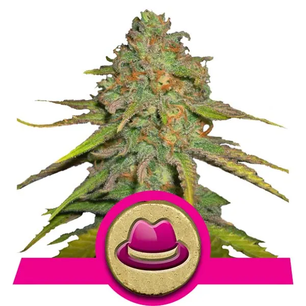 OG Kush Cannabis Samen OG Kush Cannabis Samen