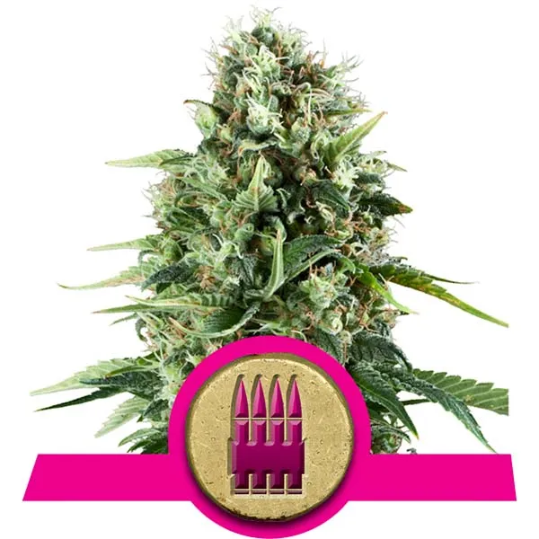 Royal AK Cannabis Samen