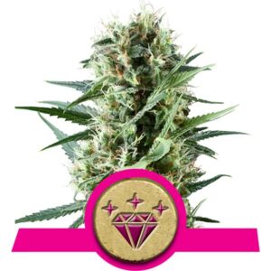Was sind die besten Outdoor-Cannabis-Pflanzen für Anfänger? 4 Special kush wietzaden