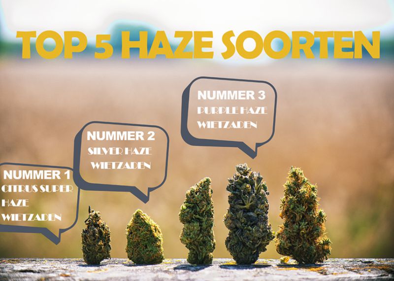 Top 5 Haze Sorten 1 Haze Sorten