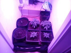 onder led kweken