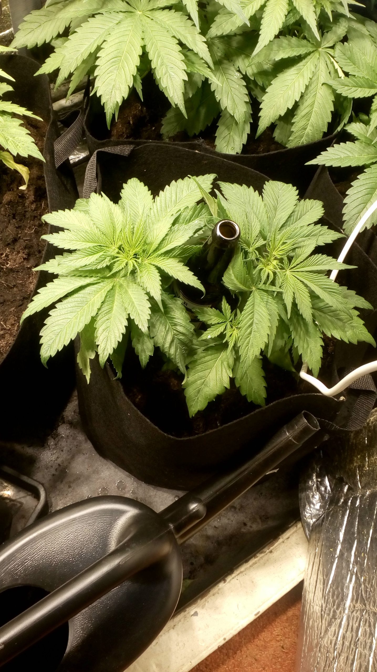 Darf man Cannabis-Pflanzen kaufen? 1 Darf ich eine Cannabis-Pflanze kaufen?