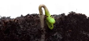 zaden planten na ontkiemen