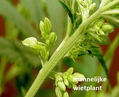Mannelijke wietplant herkennen