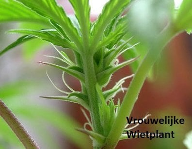 Vrouwelijke wietplant herkennen