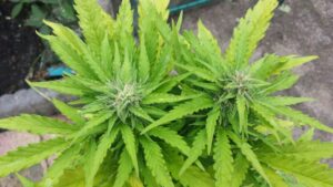 Cannabis Samen mit hohem CBD-Gehalt