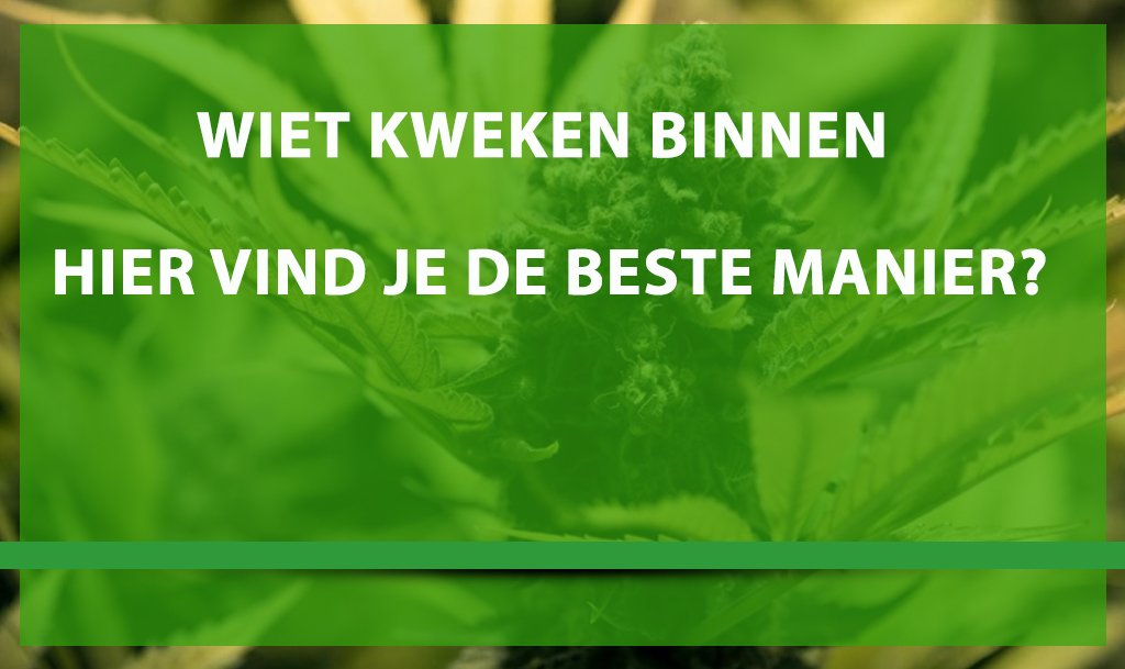 Beste Methode zum Indoor-Anbau