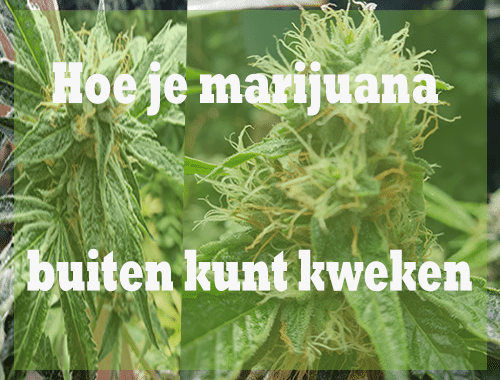 Wie Marijuana draußen anbauen