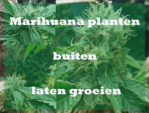 Marihuana Pflanzen draußen wachsen
