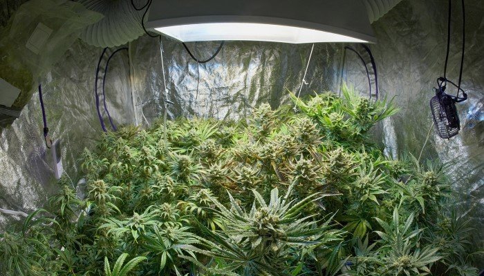 Indoor Anbau
