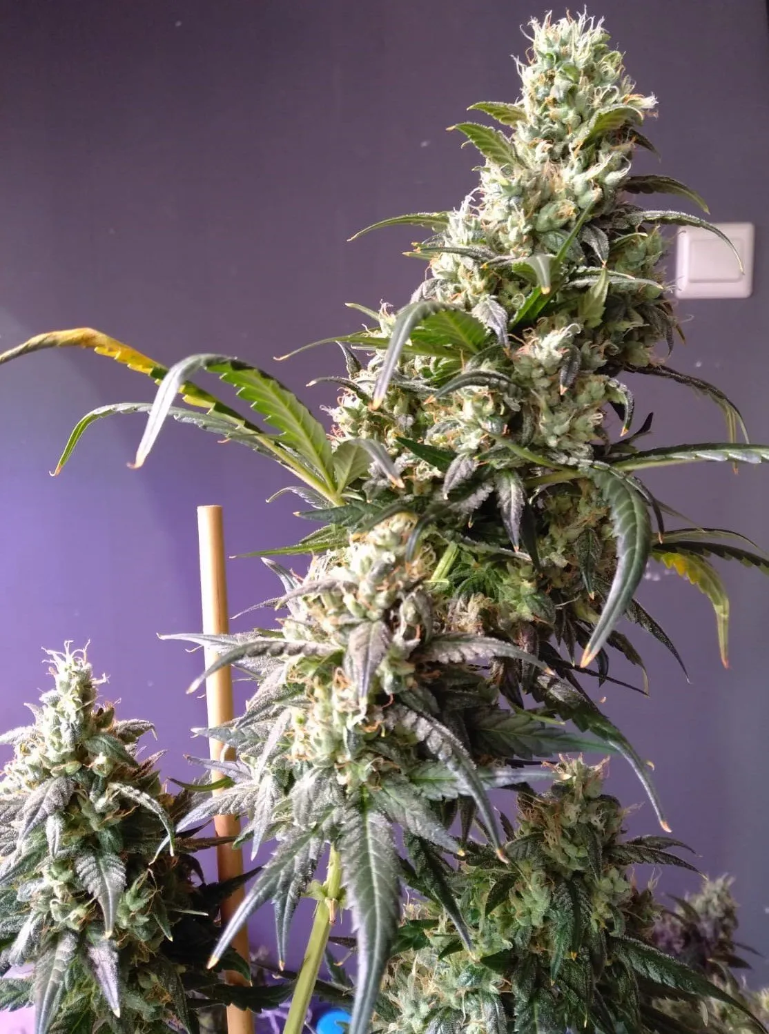 BELIEBTE CANNABIS SAMEN FÜR OUTDOOR-CANNABIS Gorillia Automatic