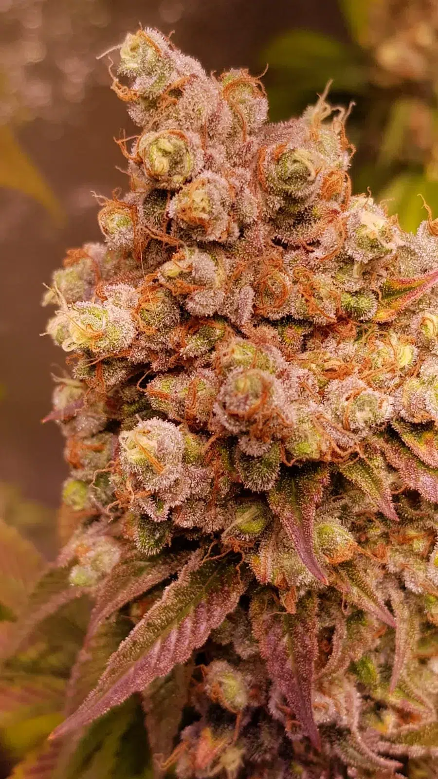 BELIEBTE CANNABIS SAMEN FÜR OUTDOOR-CANNABIS Wassermelone ICE Cannabis Samen