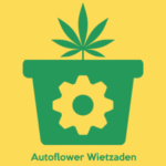 Autoflower Samen