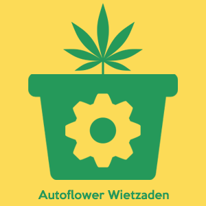 TIPPS ZUM ANBAU VON OUTDOOR-CANNABIS autoflower wietzaden