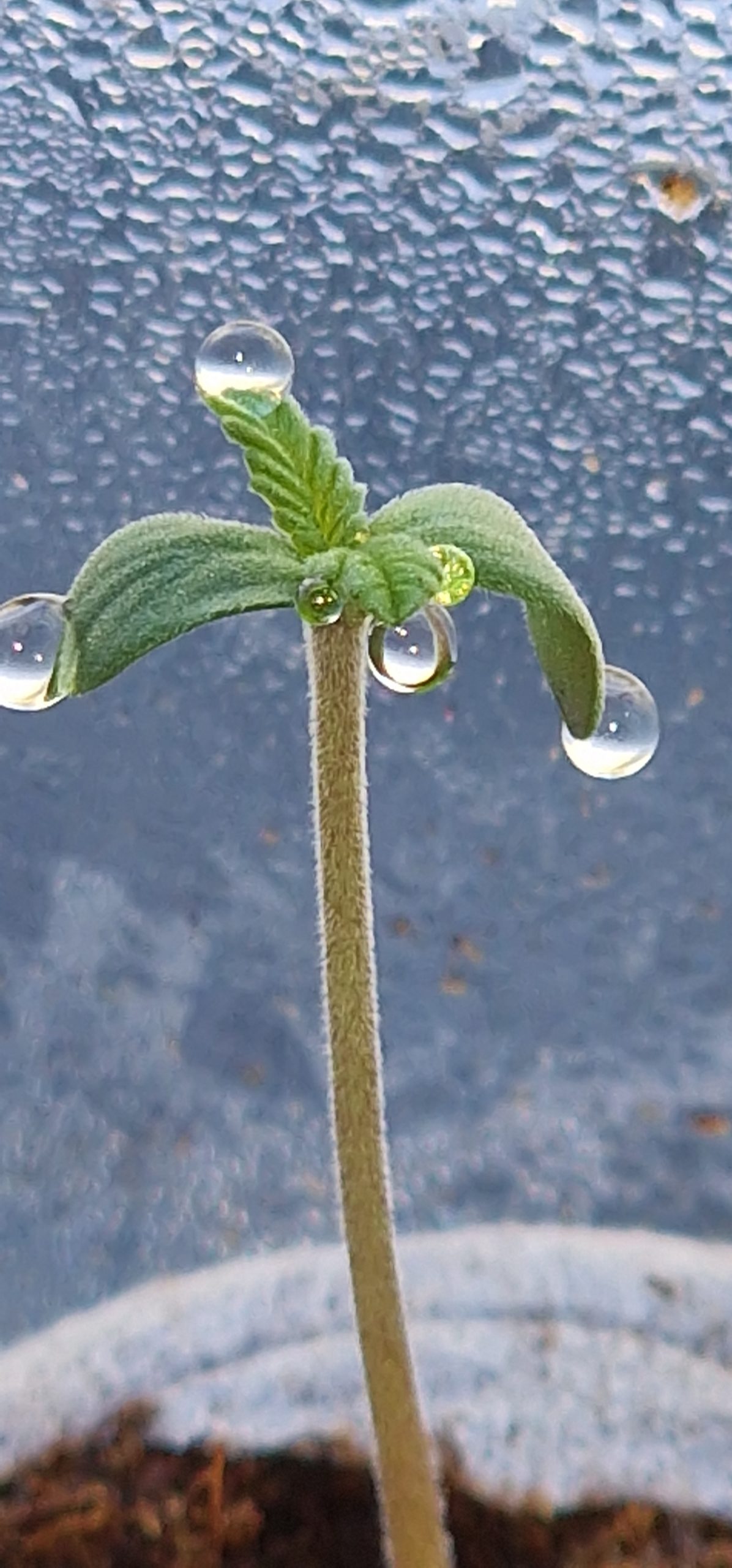autoflower wietzaden ontkiemen