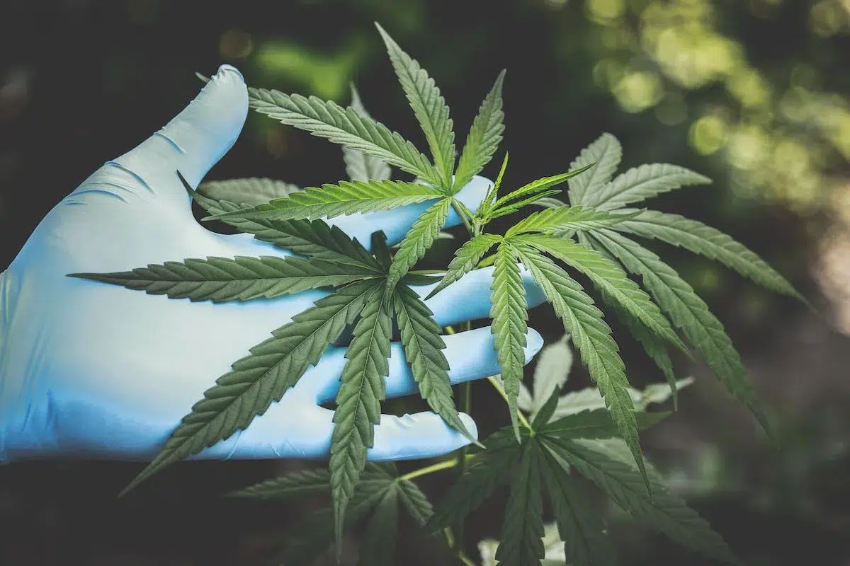 Cannabispflanze beschneiden