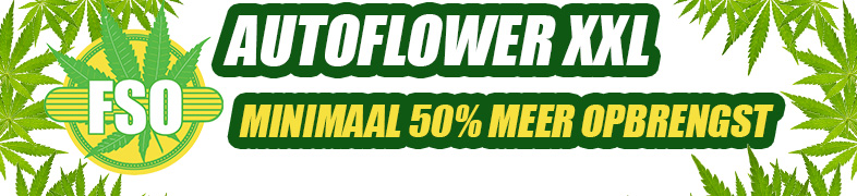 Autoflower XXL zaden